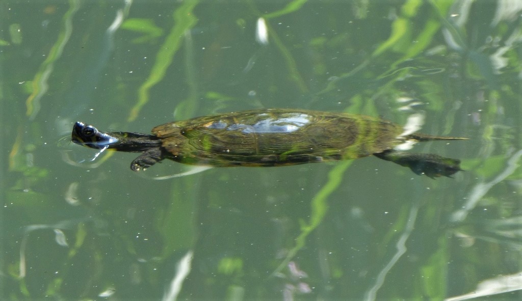 Testuggine palustre? S, Trachemys scripta ssp.